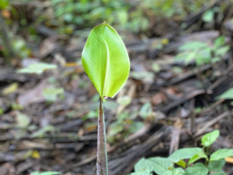 reforestacion